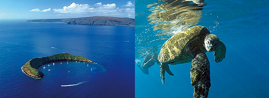 ハワイでイルカ ウミガメに出会える人気ツアー7選 親子で楽しめるプログラムも ハワイスタイル